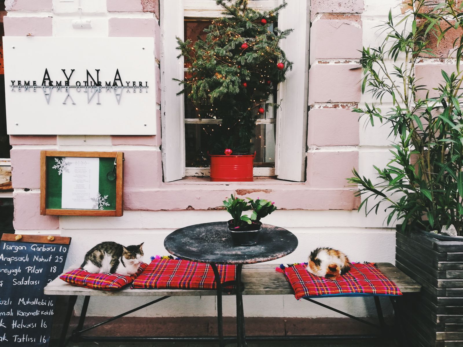 A cat curled up and sleeping at a cafe, part of the cat cafe trend that started the animal cafe wave in Korea