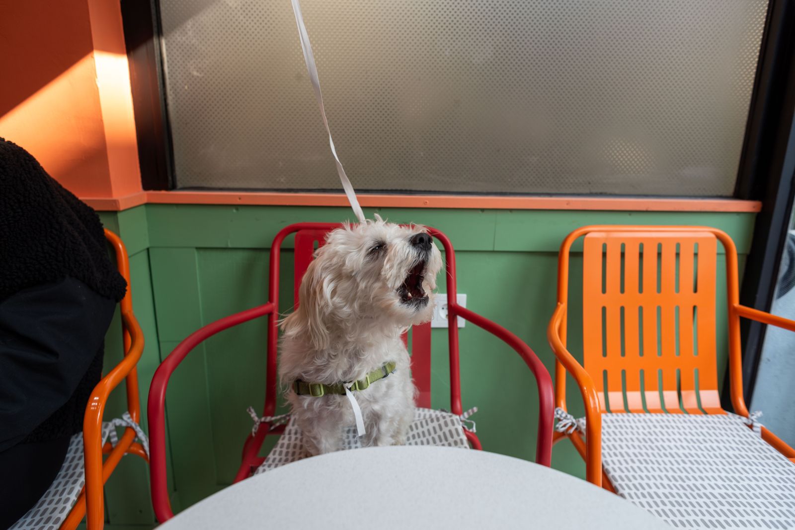 A small dog at an outdoor cafe table, part of Korea's dog-friendly cafe culture